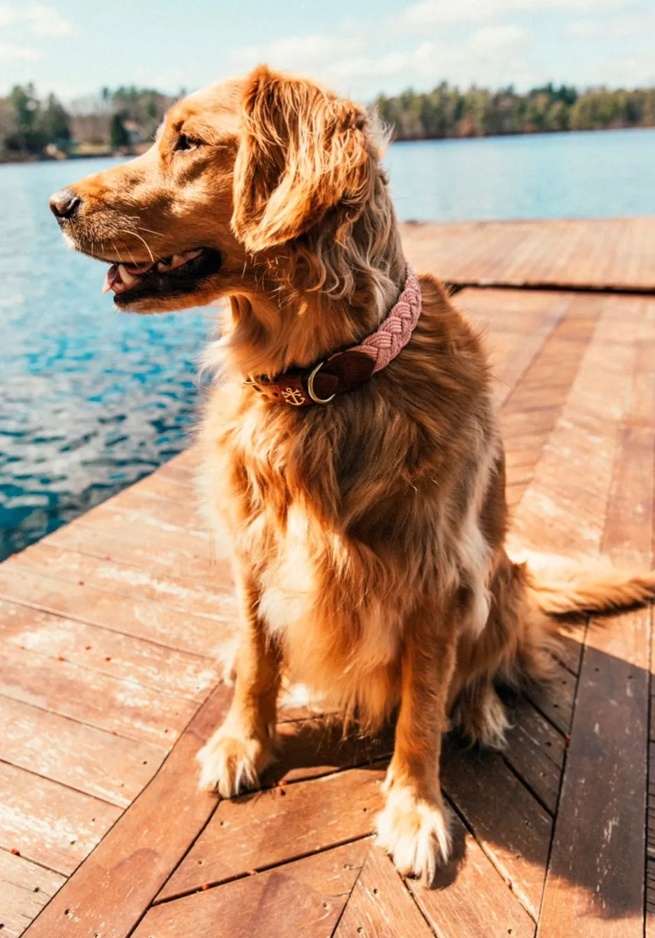 Leashes & Collars^Kiel James Patrick Bermuda Sand Beach Dog Collar