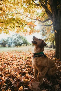 Leashes & Collars^Kiel James Patrick Captain Oscar O'Leary Dog Collar