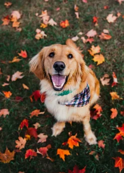 Leashes & Collars^Kiel James Patrick Captain Oscar O'Leary Dog Collar