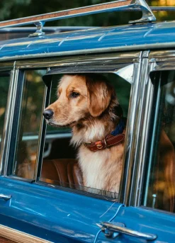 Leashes & Collars^Kiel James Patrick Hortock'S Compass Rose Dog Collar