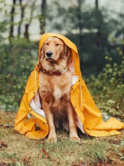 Leashes & Collars^Kiel James Patrick The Knotty Dog Collar- White